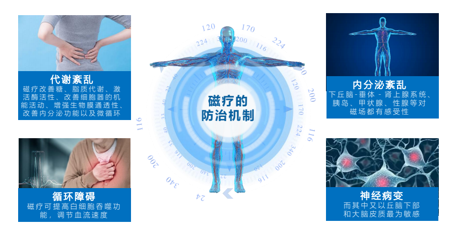 磁療的防治機(jī)制png